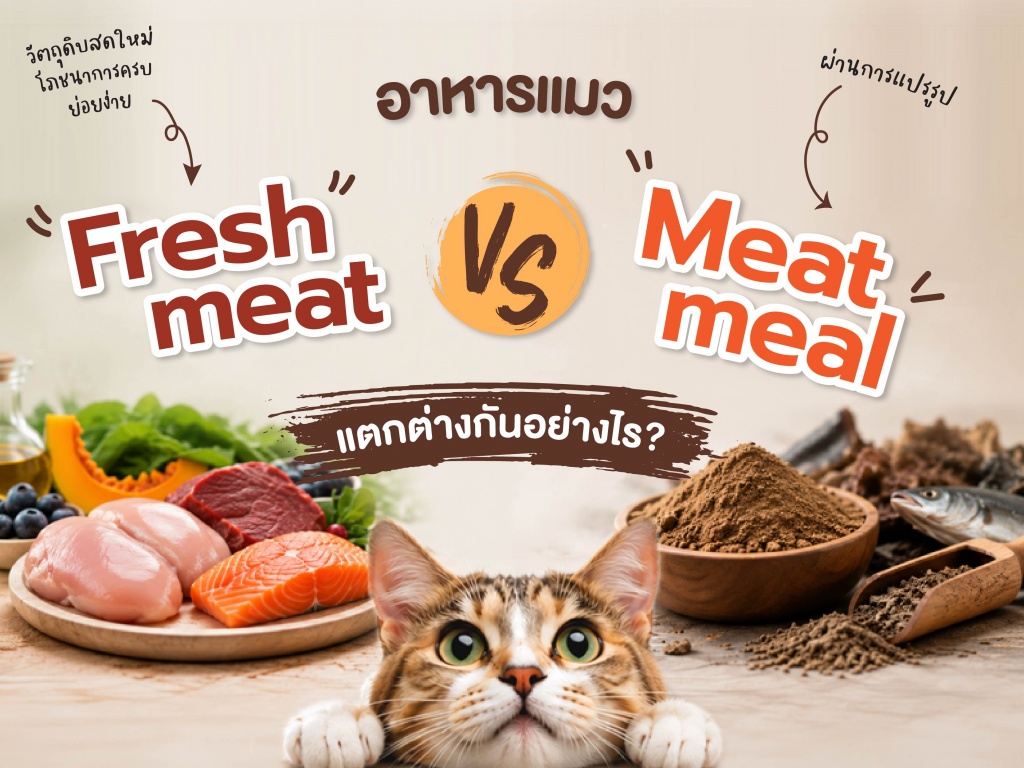 310 บทความ Fresh Meat กับ Meat Meal_800x600.jpg